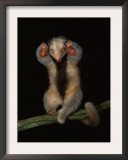 Pygmy / Silky Anteater, South America Prints by Pete Oxford