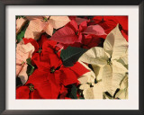 Various Poinsettias in Bloom Print by De Cuveland