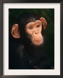 Baby Chimpanzee Portrait, from Central Africa Posters by Pete Oxford