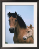 Domestic Horse, Dulmen Pony, Mare with Foal, Europe Prints by  Reinhard
