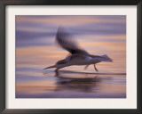Black Skimmer Skimming at Sunset, Florida, USA Prints by Rolf Nussbaumer
