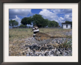 Killdeer Plover, Shading Eggs on Nest from the Sun, Welder Wildlife Refuge, Sinton, Texas, USA Posters by Rolf Nussbaumer