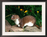 Weasel (Mustela Nivalis) Europe Prints by  Reinhard