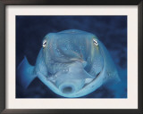 Broadclub Cuttlefish, Face-On, Great Barrier Reef, Australia Posters by Jurgen Freund