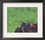 Hippopotamus Surrounded by Water Lettuce, Kruger National Park, South Africa Prints by Tony Heald