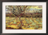 Apricot Trees In Blossom Art by Vincent van Gogh