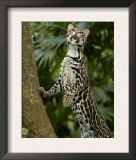 Ocelot (Felis / Leopardus Pardalis) Amazon Rainforest, Ecuador Prints by Pete Oxford