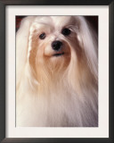 Maltese with Hair Plaited Posters by Adriano Bacchella