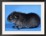 Rex Guinea Pig Posters by Petra Wegner