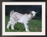 Pygmy Domestic Goat Kid Posters by  Reinhard