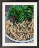 Asian Ginseng (Panax Ginseng) Print by  Reinhard