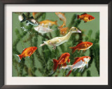 Duckling Swims Underwater Among Goldfish Posters by Jane Burton