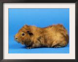 Red Abyssinian Guinea Pig Prints by Petra Wegner