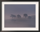 Scots Pine Trees in Mist, Abernethy Forest, Inverness-Shire, Scotland, UK Posters by Niall Benvie