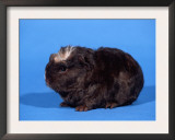 Merino Guinea Pig Prints by Petra Wegner