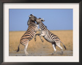Common Zebra Males Fighting, Etosha National Park, Namibia Prints by Tony Heald