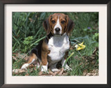 Beagle Dog Portrait Posters by Lynn M. Stone