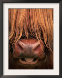 Highland Cattle, Head Close-Up, Scotland Prints by Niall Benvie