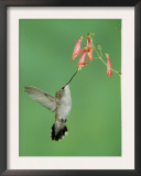 Black Chinned Hummingbird, Female Feeding on Penstemon Flower, Arizona, USA Prints by Rolf Nussbaumer