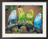 Four Budgerigars (Melopsittacus Undulatus) Prints by  Reinhard