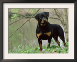 Rottweiler Dog in Woodland, USA Posters by Lynn M. Stone