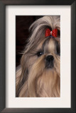 Shih Tzu Portrait with Hair Tied Up, Showing Length of Facial Hair Print by Adriano Bacchella