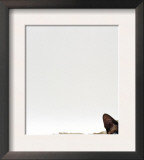 Domestic Cat, Seal-Point Devon Si-Rex Posters by Jane Burton