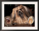 Lhasa Apso with Framed Pictures of Other Lhasa Apsos Posters by Adriano Bacchella