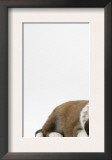 Fawn Dutch Rabbit with Sleeping Sable-And-White Border Collie Pup Posters by Jane Burton