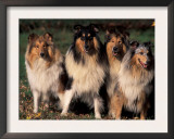 Domestic Dogs, Four Rough Collies Sitting Together Print by Adriano Bacchella
