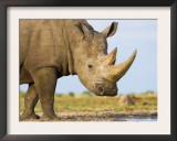 White Rhinoceros, Etosha National Park, Namibia Prints by Tony Heald