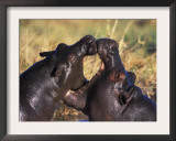 Hippopotamus Play Fighting, Moremi Nr, Botswana Poster by Tony Heald