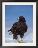 Galapagos Hawk, Espanola/Hood Is, Galapagos Islands, Ecuador Posters by Pete Oxford