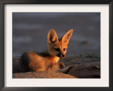 Cape Fox, Kalahari Gemsbok National Park, S Africa Posters by Tony Heald