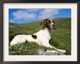 Springer Spaniel, Scotland, UK Poster by Pete Cairns