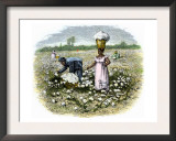 Picking Cotton on a Plantation in the Deep South, c.1800 Posters
