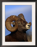 Rocky Mountain Bighorn Sheep, Jasper National Park, Alberta, Canada Prints by Lynn M. Stone
