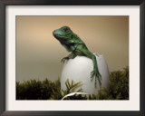 Baby Iguana Placed in a Goose Egg, (Iguana Iguana) Print by Jurgen Freund