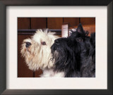 Domestic Dogs, West Highland Terrier / Westie Sitting on a Chair with a Black Scottish Terrier Poster by Adriano Bacchella