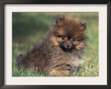 Pomeranian Puppy on Grass Print by Adriano Bacchella