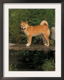 Shiba Inu Standing on a Bridge Prints by Adriano Bacchella