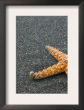 Ochre Seastar, Exposed on Beach at Low Tide, Olympic National Park, Washington, USA Prints by Georgette Douwma