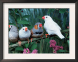 Zebra Finches (Taeniopygia Guttata) Posters by  Reinhard