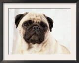 Pug Dog Prints by  Steimer