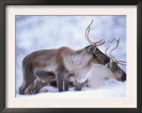 Reindeer from Domesticated Herd, Scotland, UK Prints by Niall Benvie