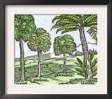 Bananas and Other Fruit Trees of Hispaniola, from a Sketch Published in 1572 Prints