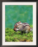 Siberian Chipmunk Poster by  Steimer