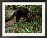 Jaguarundi, Ecuadorian Amazon Ecuador Prints by Peter Oxford