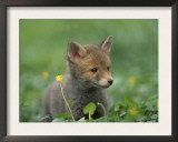 Red Fox Cub at a Rehab Centre, Scotland, UK Posters by Niall Benvie