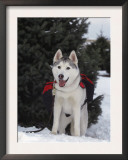 Siberian Husky on Lead Carrying a Bag, USA Posters by Lynn M. Stone